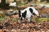 BOULEDOGUE FRANCAIS 1046